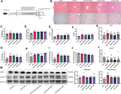 Qinggan Huoxue Recipe Alleviates Alcoholic Liver Injury by Suppressing Endoplasmic Reticulum Stress Through LXR-LPCAT3